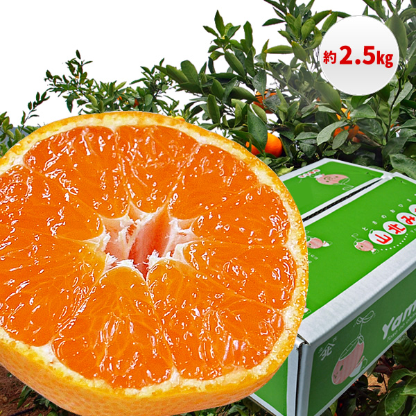 【B06065】山北みかん 2.5kg・サイズお任せ［期間限定品］