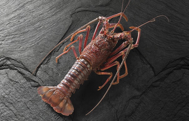 【C06005】伊勢海老(冷凍)