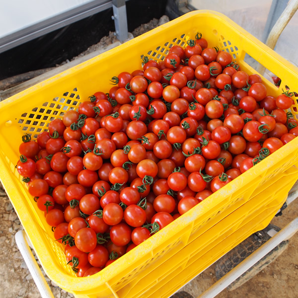 縲殖06066縲鷹ォ倡衍逕」繝輔Ν繝シ繝繝医槭ヨ縲後Γ繝ォ繝吶シ繝ヲ縲阪邏1kgシサ譛滄俣髯仙ョ壼刀シス