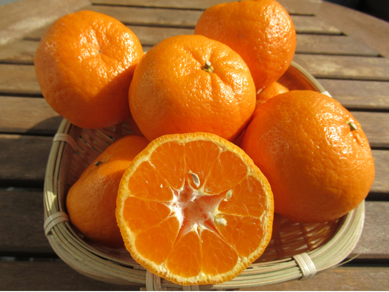 縲燭06042縲鷹ォ倡衍逕」縺ス繧薙°繧 邏5kgシ医#螳カ蠎ュ逕ィシ会シサ譛滄俣髯仙ョ壼刀シス