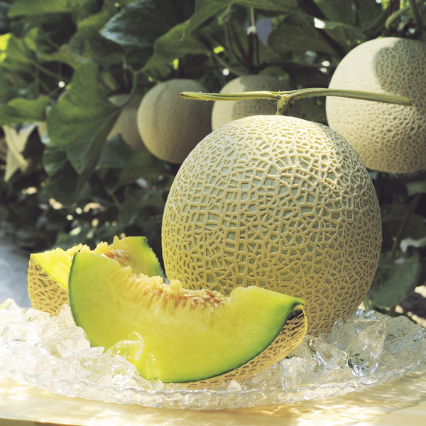 【C06036】高知県産　マスクメロン　1玉(約1.5kg)[期間限定品]