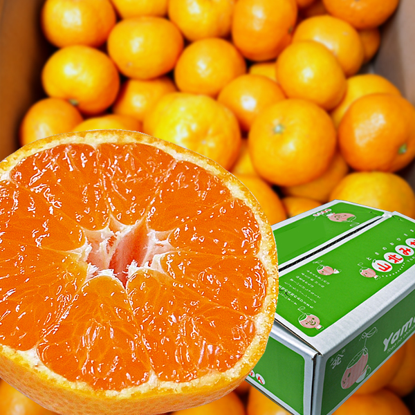 縲職06014縲鷹ォ倡衍縺ョ譫懃黄螳壽悄萓ソ(蜀ャ縲懈丼)