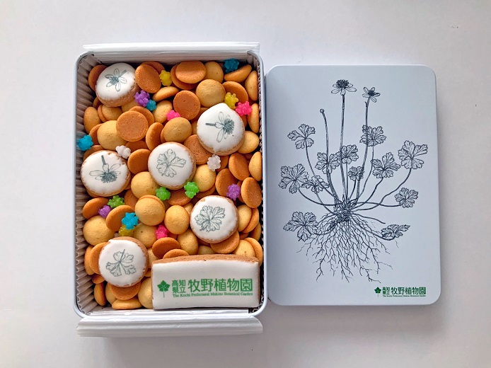 【C06023】牧野植物図鑑缶　クッキー缶 牧野植物園 牧野富太郎博士 バイカオウレン