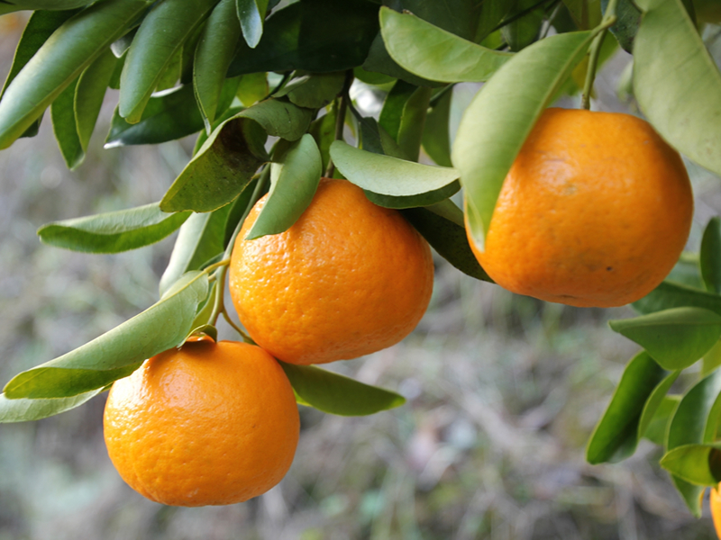 縲燭06042縲鷹ォ倡衍逕」縺ス繧薙°繧 邏5kgシ医#螳カ蠎ュ逕ィシ会シサ譛滄俣髯仙ョ壼刀シス