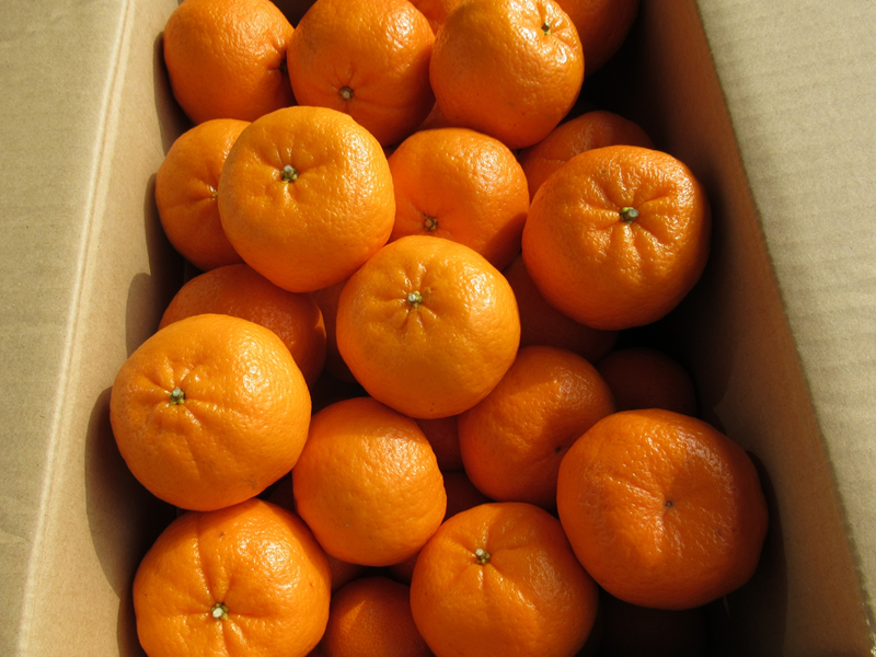 縲燭06042縲鷹ォ倡衍逕」縺ス繧薙°繧 邏5kgシ医#螳カ蠎ュ逕ィシ会シサ譛滄俣髯仙ョ壼刀シス