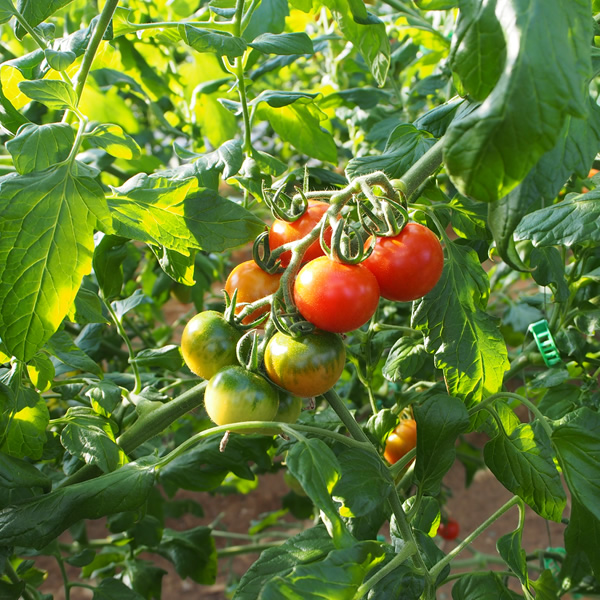 縲殖06066縲鷹ォ倡衍逕」繝輔Ν繝シ繝繝医槭ヨ縲後Γ繝ォ繝吶シ繝ヲ縲阪邏1kgシサ譛滄俣髯仙ョ壼刀シス