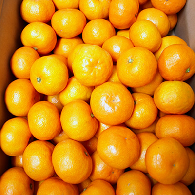 【B06065】山北みかん 2.5kg・サイズお任せ［期間限定品］