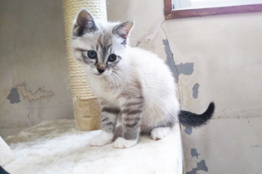 人と動物との共生の推進