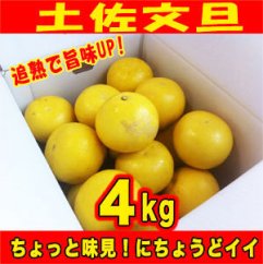 訳あり 土佐文旦 約4kg 追熟旨味UP 家庭用サイズ S〜2L ブンタン ぶんたん 【グレイジア株式会社】 [ATAC475]