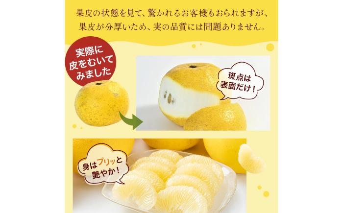 【先行予約】高知県産 訳あり 土佐文旦 約10kg 〈2026年3月〜発送〉 / 傷 シミの訳アリ 大容量 ぶんたん 文旦 訳あり わけあり 果物 【株式会社　四国健商】 [ATAF038]