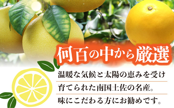 【先行予約】南国高知温室土佐文旦 約3kg 5玉 文旦 ぶんたん フルーツ 果物 3キロ 高知県 【フルーツショップオザキ】 [ATAH013]