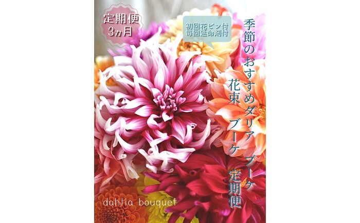 【定期便】ダリア花束初回花瓶付き 3ヶ月定期便 / ダリア お花 フラワー 大輪 花束 定期便 高知 生花 誕生日 ギフト 季節の花 延命剤付き インテリア 華やか 自分へのご褒美【株式会社tomoni】 [ATCG050]