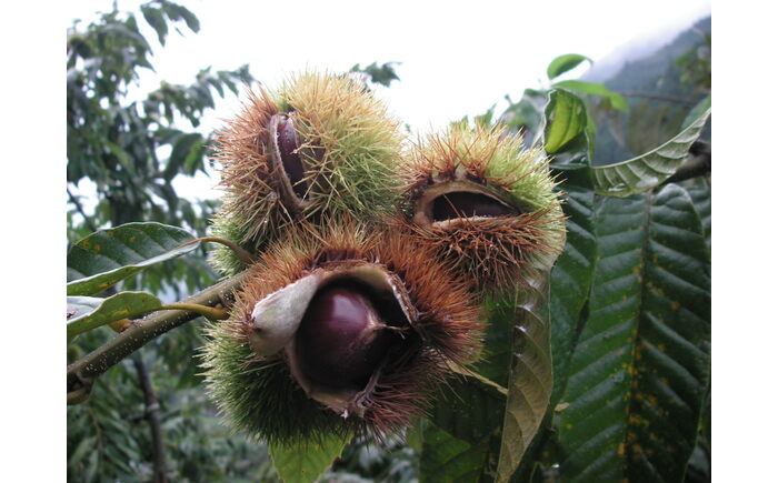 【先行予約】高級生栗 まるっこ栗  約1kg ＜2026年10月中旬〜発送＞  夢甘栗 秀品 生栗 生 くり 栗 果物 クリ 秋 和栗 栗ご飯 季節限定 【仁淀川流域夢甘栗生産者組合 くり蔵】 [ATDR003]