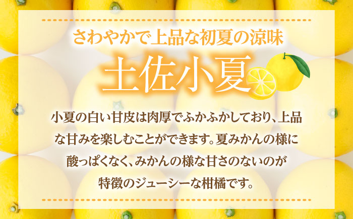 【先行予約】土佐小夏 約2.5kg 18個前後 Mサイズ さわやかな甘さが絶品 ヒュウガナツ ニューサマーオレンジ フルーツ 果物 季節もの 【フルーツショップオザキ】 [ATAH003]