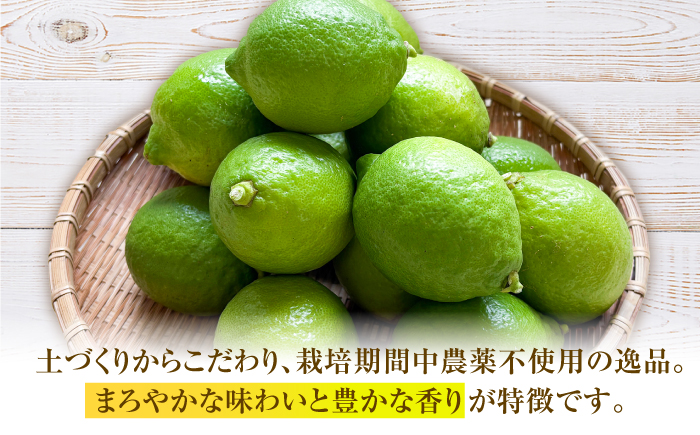 【先行予約】 レモン 約2kg 栽培期間中農薬不使用 〈2026年10月上旬～2026年12月末〉 / 高知 レモン 果物 柑橘 フルーツ デザート 調味料 料理 【川渕果樹園】 [ATHX008]