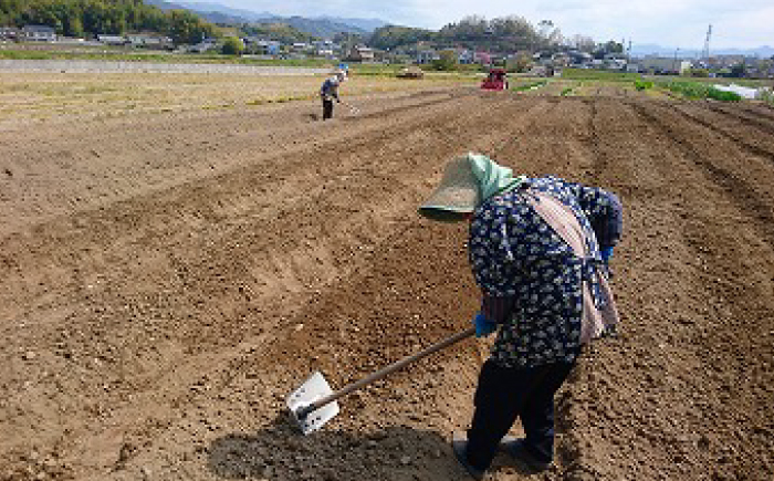 【6回定期便】高知県産 土佐季節の野菜詰め合せセット/隔月 2ヵ月に1回 野菜 定期 お野菜 高知 やさい 季節もの 【香稜苑】 [ATBQ011]