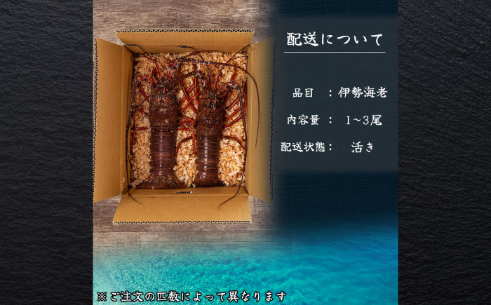 伊勢海老 3匹入 約900g〜1.2kg 活き イセエビ いせえび 刺身 海鮮 御中元 お中元 敬老の日 ギフト 贈り物 プレゼント 伊勢エビ 伊勢えび 高級食材 送料無料【土佐黒潮水産】 [ATCQ008]