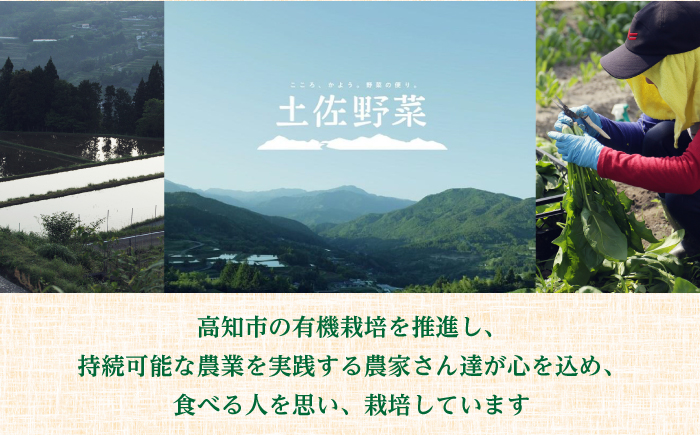 【6回定期便】 土佐の太陽をいっぱいに浴びた旬の野菜生姜約100gのセット「小」 【土佐野菜】 [ATBA012]