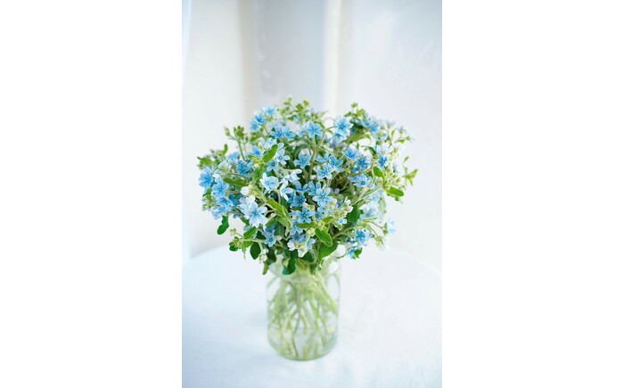 【定期便】ブルースター花束初回花瓶付き 12ヶ月定期便 / ブルースター お花 フラワー 青い花 高知県産 定期便 希少品種 サムシングブルー リビング インテリア 切り花 花瓶付き 癒やし ギフト【株式会社tomoni】 [ATCG049]