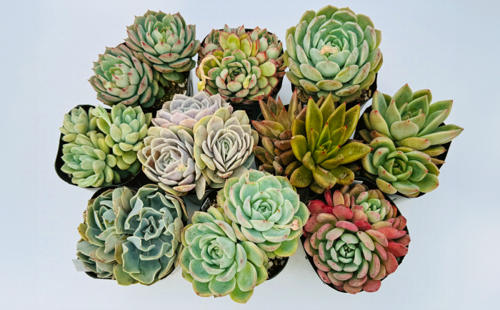 多肉植物 9センチポット 大型苗 デカベリア エケベリア おまかせ 10種セット / 植物 インテリア 苗 自然 ナチュラル 緑 置物 初心者 栽培 【mucca】 [ATHD004]