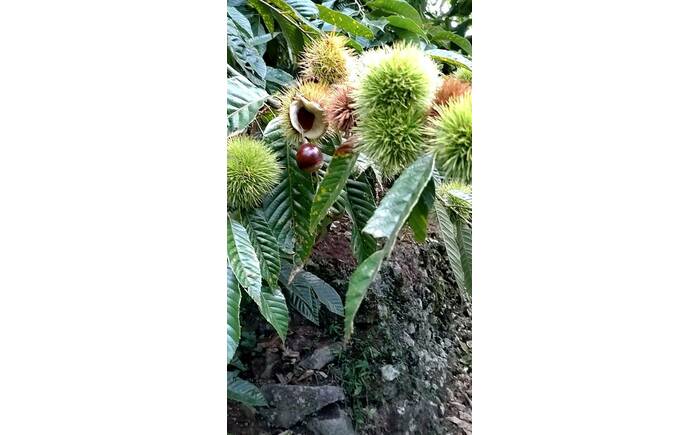 【先行予約】高級生栗 まるっこ栗  約1kg ＜2026年10月中旬〜発送＞  夢甘栗 秀品 生栗 生 くり 栗 果物 クリ 秋 和栗 栗ご飯 季節限定 【仁淀川流域夢甘栗生産者組合 くり蔵】 [ATDR003]