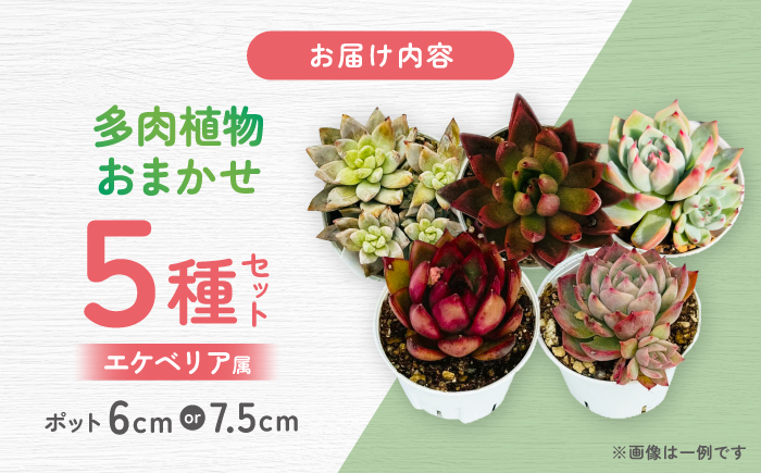 多肉植物 初心者さんも育てやすい エケベリア おまかせ 5種セット / 植物 インテリア 苗 自然 ナチュラル 緑 置物 初心者 栽培 【mucca】 [ATHD001]