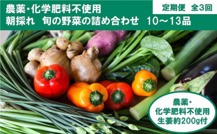 定期便 土佐の太陽をいっぱいに浴びた旬の野菜生姜約200gのセット「大」 (3回配送)【土佐野菜】 [ATBA014]