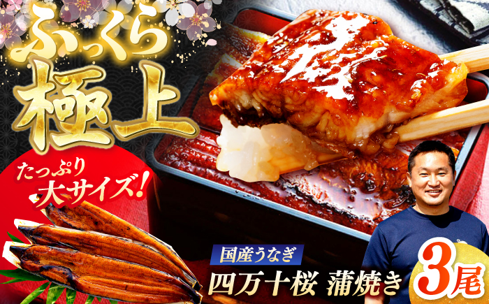 極上国産うなぎ四万十桜 蒲焼き3尾 たっぷり大サイズ / 国産 高知 四万十 うなぎ ウナギ 鰻 蒲焼き うな重 惣菜 贅沢 【有限会社もりた】 [ATHE002]