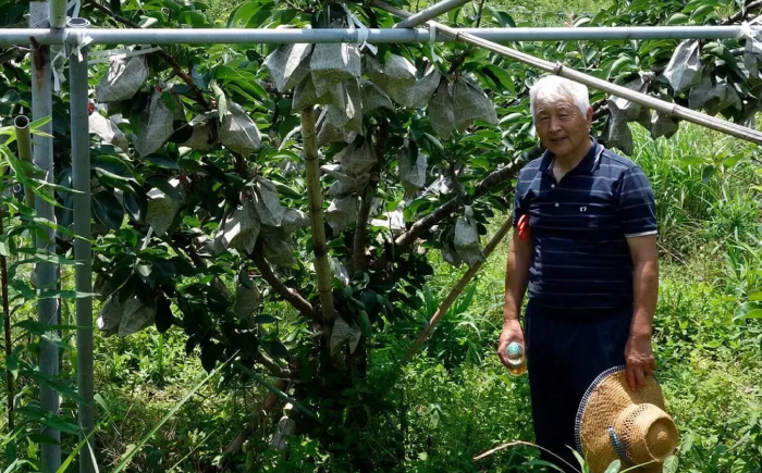 【先行予約】 川渕果樹園 秋月梨 約4kg 家庭用 〈2025年10月〜発送〉 / 梨 なし ナシ  果物 フルーツ デザート 秋 甘い ジューシー 【株式会社Dorago】 [ATAM059]