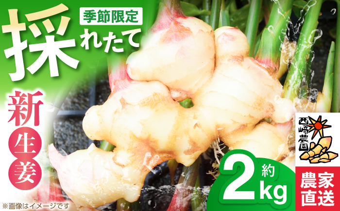 新生姜 ハウス栽培 約2kg 〈毎年4月～5月末発送〉 【西崎農園】 [ATIH001]