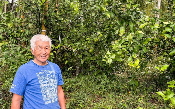 【先行予約】 レモン 約2kg 栽培期間中農薬不使用 〈2026年10月上旬～2026年12月末〉 / 高知 レモン 果物 柑橘 フルーツ デザート 調味料 料理 【川渕果樹園】 [ATHX008]