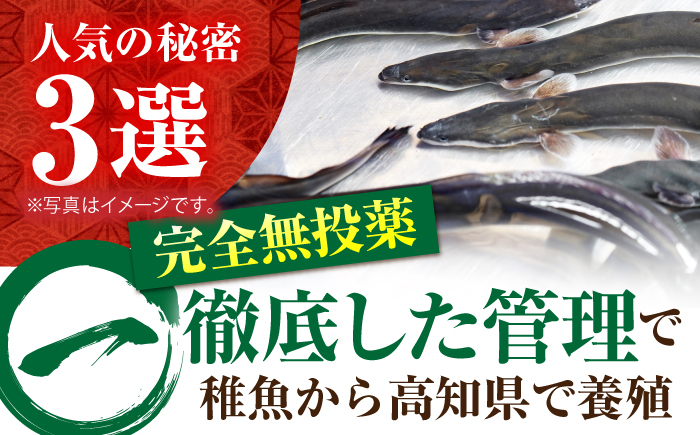 【3回定期便】高知県産 うなぎ蒲焼き 約90g×2尾 タレ付き 【株式会社 四国健商】 [ATAF146]