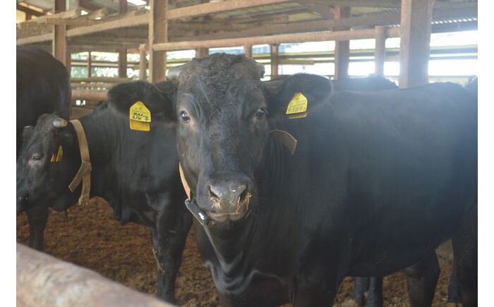 土佐黒牛 サーロイン ステーキ 約400g（約200g×2）/ 贈答用 黒牛 土佐 和牛 牛 肉 お肉 ウデ モモ バラ 食品 冷凍 高知 【高知県食肉センター株式会社】 [ATFC039]