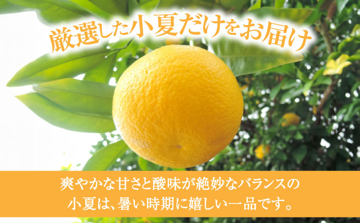 【先行予約】土佐小夏 Lサイズ 約5kg 26個前後 日向夏 みかん ニューサマーオレンジ 柑橘 フルーツ こなつ 小夏 果物 特産 5キロ 高知県 【フルーツショップオザキ】 [ATAH004]