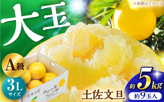土佐文旦 約5kg 3Lサイズ 約9玉 A級品 〈2027年2月上旬～2027年3月末頃発送〉 / 文旦 大玉 3L 5kg 柑橘 果物 フルーツ デザート 季節限定 【みかん家にしごみ】 [ATEA011]