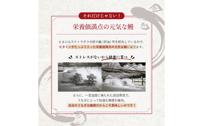 完全無投薬 仁淀川の伏流水で育てた贅沢うなぎ蒲焼き 中 (約150g×2尾) ギフトセット 池澤鮮魚 【池澤鮮魚オンラインショップ】 [ATBE006]