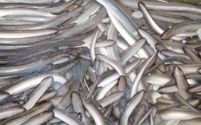 【3回定期便】極上国産うなぎ四万十桜 蒲焼き2尾 たっぷり大サイズ / 国産 高知 四万十 うなぎ ウナギ 鰻 蒲焼き うな重 惣菜 贅沢 【有限会社もりた】 [ATHE005]