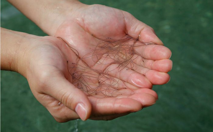 【3回定期便】極上国産うなぎ四万十桜 蒲焼き4尾 たっぷり大サイズ / 国産 高知 四万十 うなぎ ウナギ 鰻 蒲焼き うな重 惣菜 贅沢 【有限会社もりた】 [ATHE007]