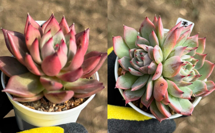 多肉植物 初心者さんも育てやすい エケベリア おまかせ 5種セット / 植物 インテリア 苗 自然 ナチュラル 緑 置物 初心者 栽培 【mucca】 [ATHD001]