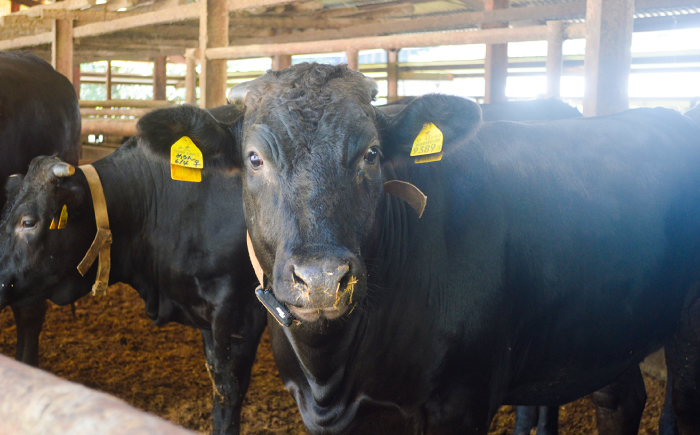 土佐黒牛　切り落し　約500g【高知県食肉センター株式会社】 [ATFC020]