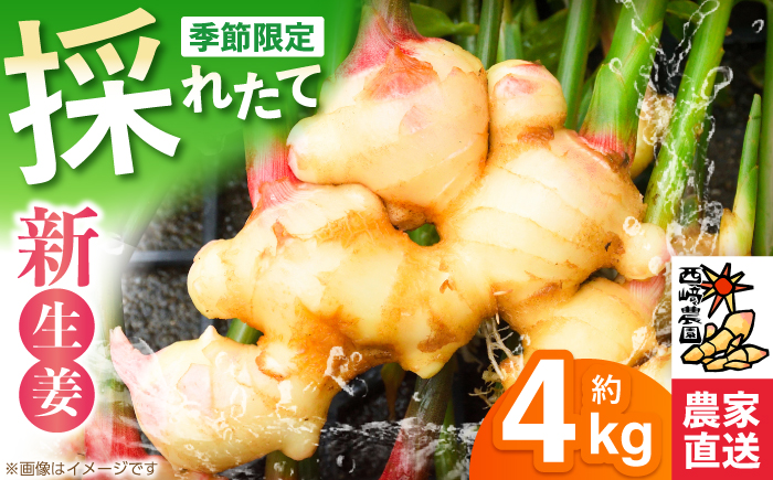 新生姜 ハウス栽培 約4kg 〈毎年4月～5月末発送〉 【西崎農園】 [ATIH003]