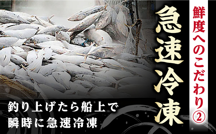 【3回定期便】土佐料理司 高知本店 鰹塩たたきセット （6〜8名分） / かつお 鰹 カツオ かつおのたたき 高知市 【株式会社土佐料理司】 [ATAD050]