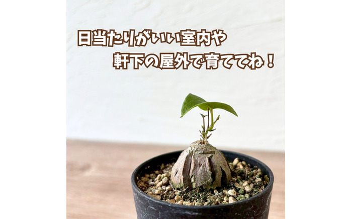 希少塊根植物（亀甲竜）/ 植物 インテリア 苗 自然 ナチュラル 緑 栽培 趣味 【見元園芸】 [ATHY002]