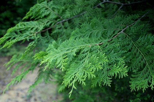 四万十ひのき芳香除菌スプレー／風樹