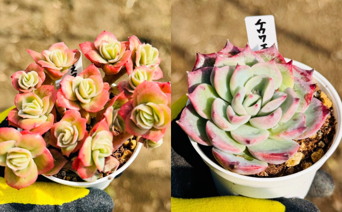 多肉植物 初心者さんも育てやすい エケベリア おまかせ 5種セット / 植物 インテリア 苗 自然 ナチュラル 緑 置物 初心者 栽培 【mucca】 [ATHD001]