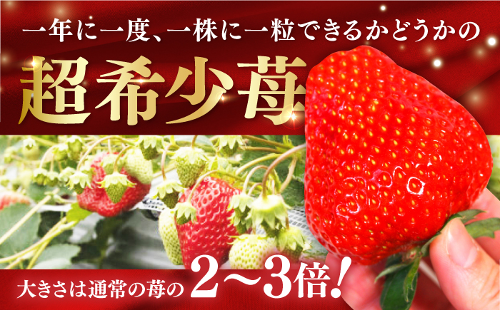 【先行予約】煌稀の果実 高知市春野町産 苺 特大 (約600g 9または12粒) ＜2025年1月 から発送開始＞ 【森強のいちご農園】 [ATAS002]