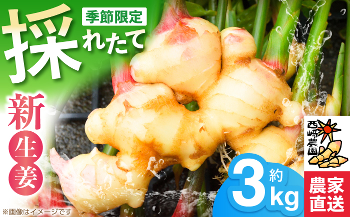 新生姜 ハウス栽培 約3kg 〈毎年4月～5月末発送〉 【西崎農園】 [ATIH002]