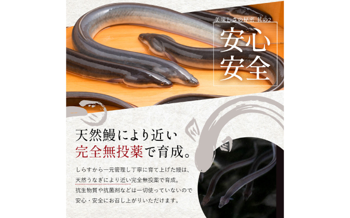 完全無投薬 仁淀川の伏流水で育てた贅沢うなぎ蒲焼き 中 (約150g×3尾 ) ギフトセット 池澤鮮魚 【池澤鮮魚オンラインショップ】 [ATBE018]