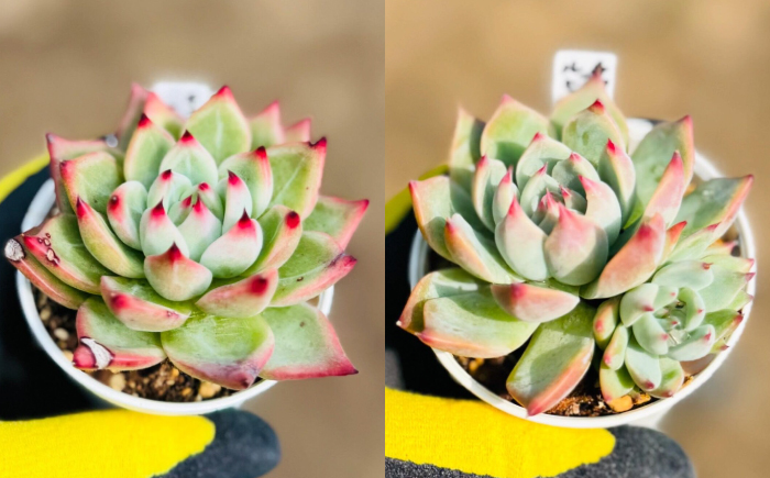 多肉植物 初心者さんも育てやすい エケベリア おまかせ 5種セット / 植物 インテリア 苗 自然 ナチュラル 緑 置物 初心者 栽培 【mucca】 [ATHD001]