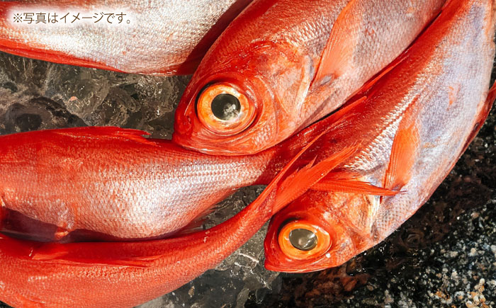 高知県産 天然 金目鯛 約1.3kg〜1.5kg 〈2025年2月〜発送〉 /内臓・うろこ処理済み 刺身 煮付け たい タイ キンメダイ 【株式会社　四国健商】 [ATAF004]